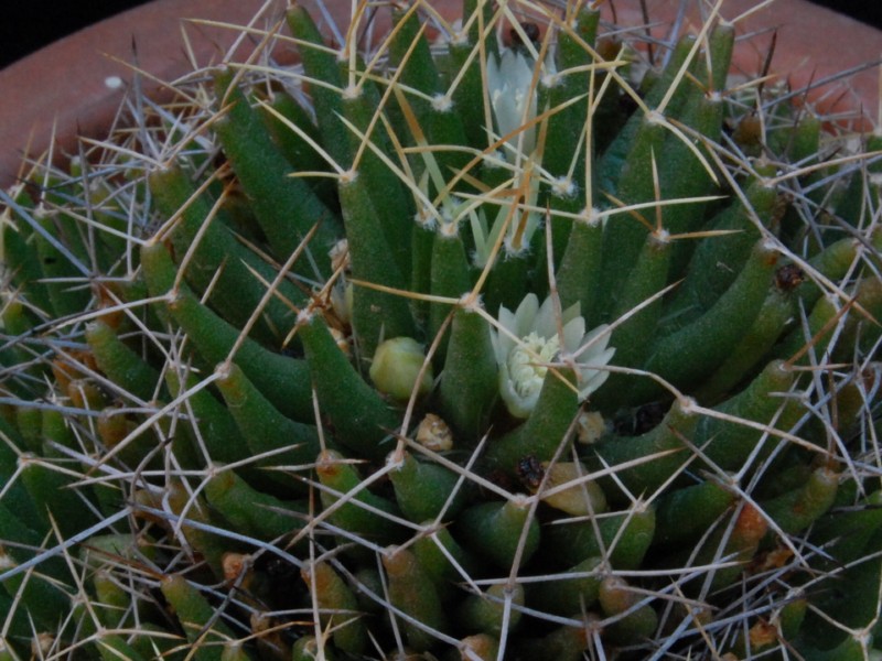 Mammillaria decipiens ssp. camptotricha forma TL 403