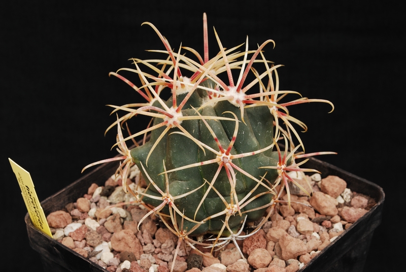 Ferocactus cylindraceus ssp. lecontei 