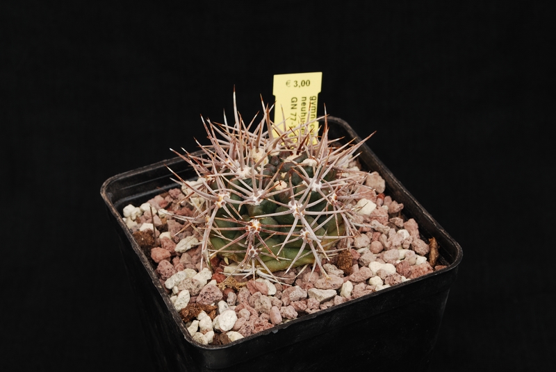 Gymnocalycium neuhuberi GN 77-1181