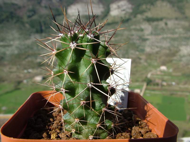 echinocereus triglochidiatus