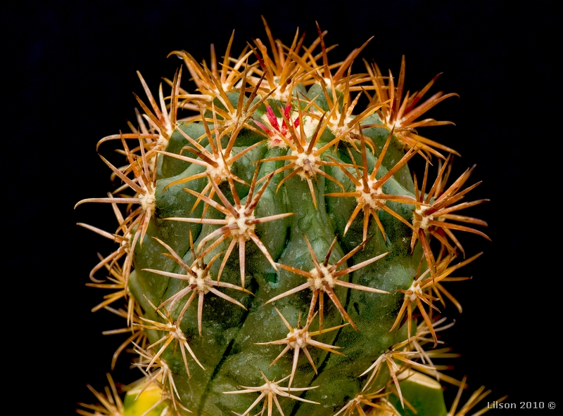 Ferocactus chrysacanthus ssp. grandiflorus 