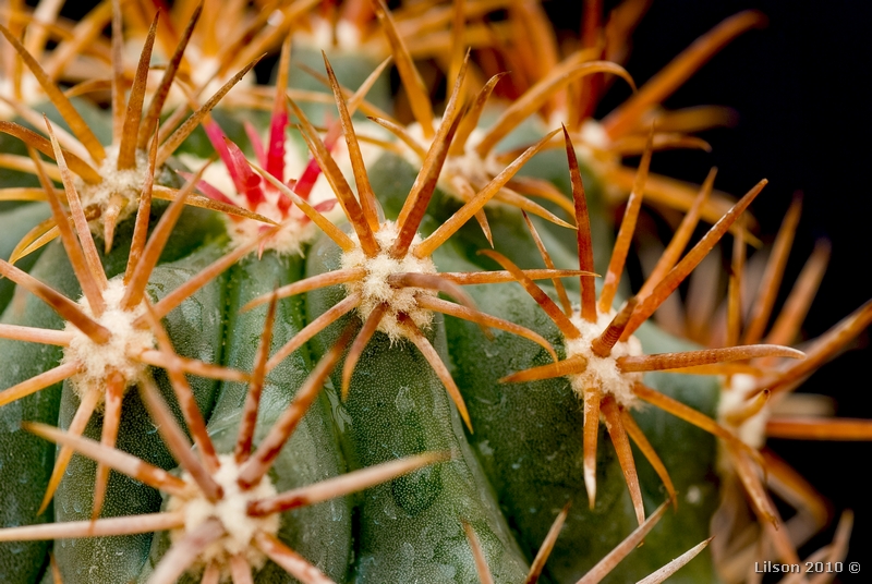 Ferocactus chrysacanthus ssp. grandiflorus 