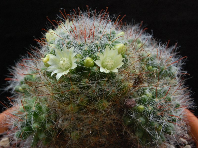 Mammillaria kunzeana 