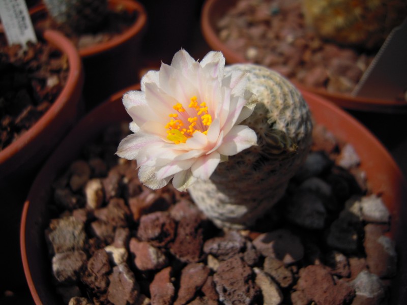 Mammillaria herrerae v. albiflora 