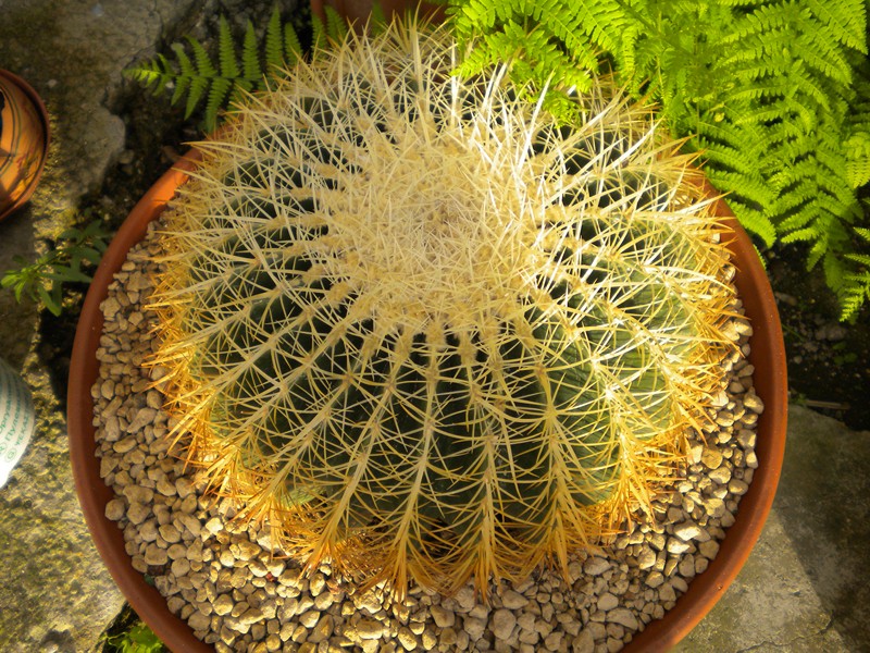 Echinocactus grusonii v. albispinus 