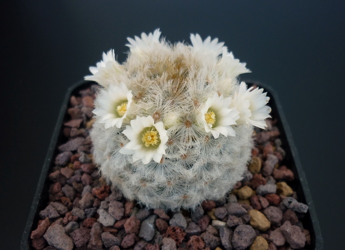 Mammillaria carmenae 