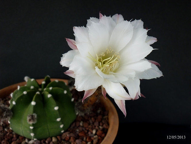 Echinopsis subdenudata 