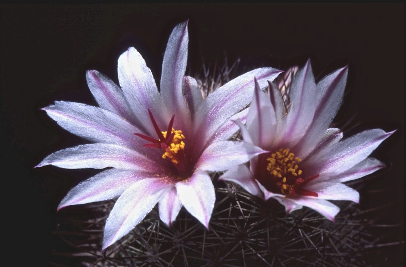 Mammillaria albicans 