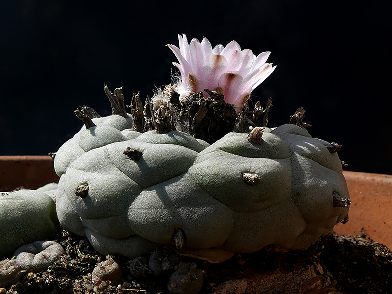 Lophophora williamsii 