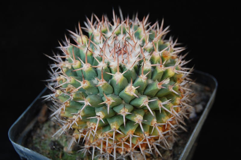 Mammillaria carnea v. tetragona 