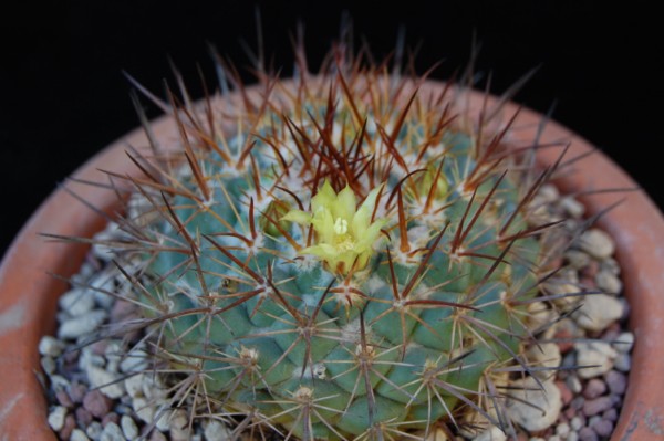 Mammillaria gatesii 