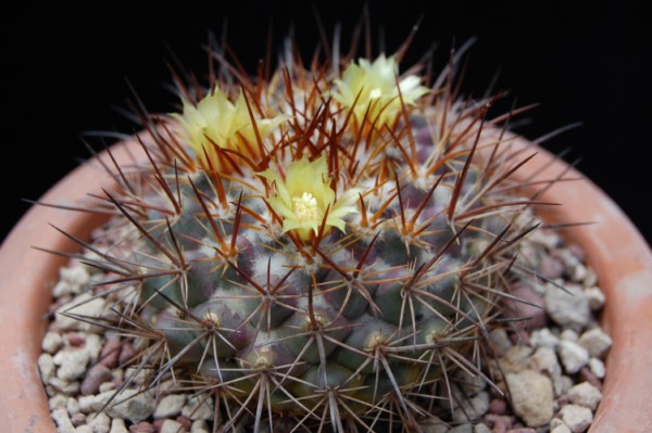 Mammillaria gatesii 