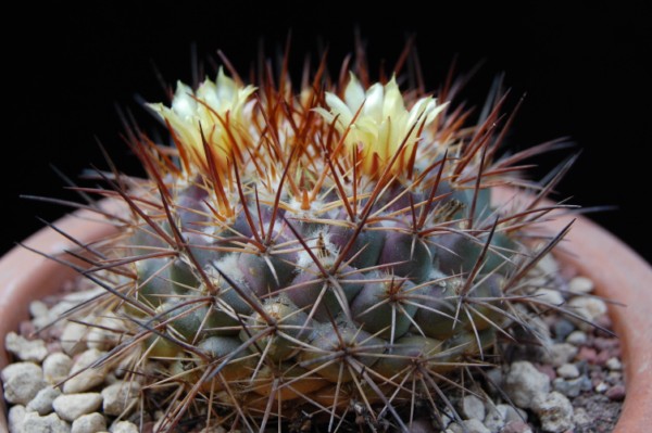 Mammillaria gatesii 