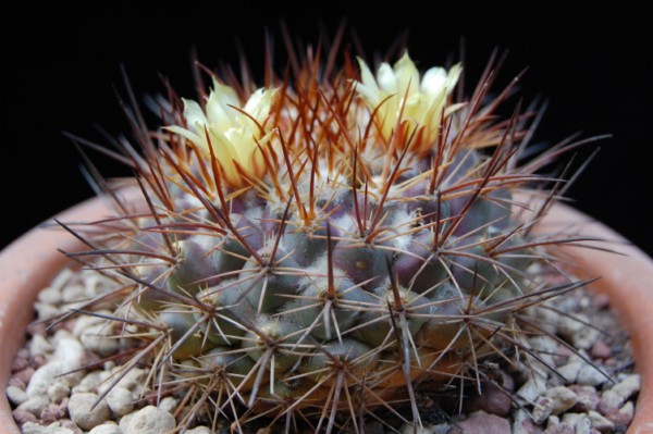 Mammillaria gatesii 