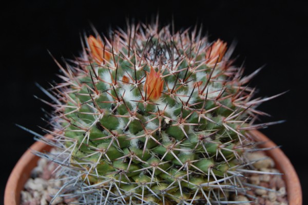 Mammillaria carnea v. cirrosa 