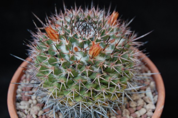 Mammillaria carnea v. cirrosa 