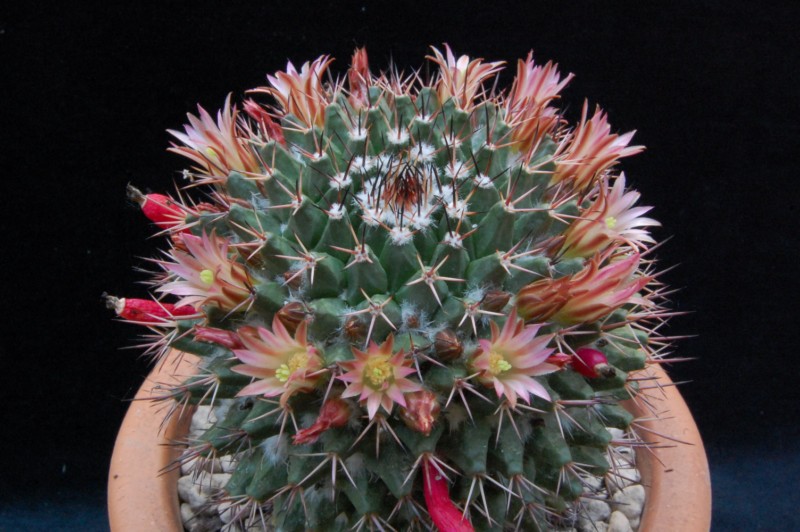 Mammillaria carnea v. cirrosa 