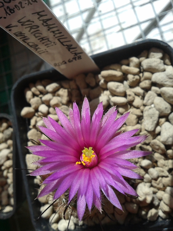 Mammillaria wrightii ssp. wilcoxii ROG 689