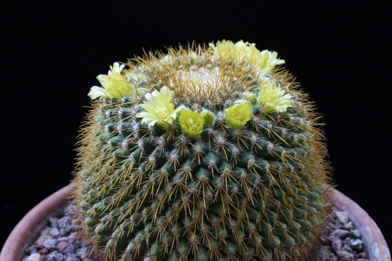 mammillaria canelensis