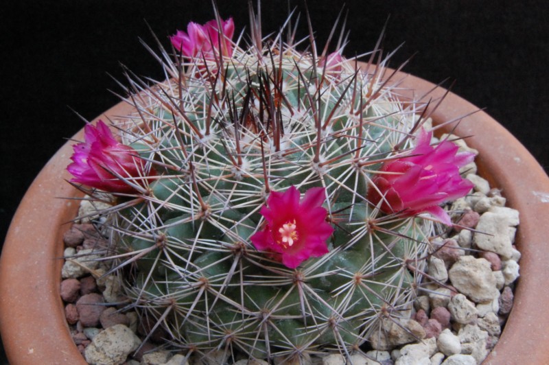 Mammillaria cobrensis f. rubriflora 