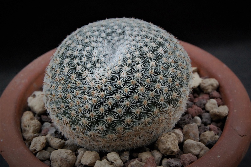 Mammillaria formosa ssp. microthele REP 1267