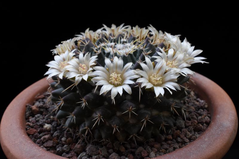 mammillaria centricirrha