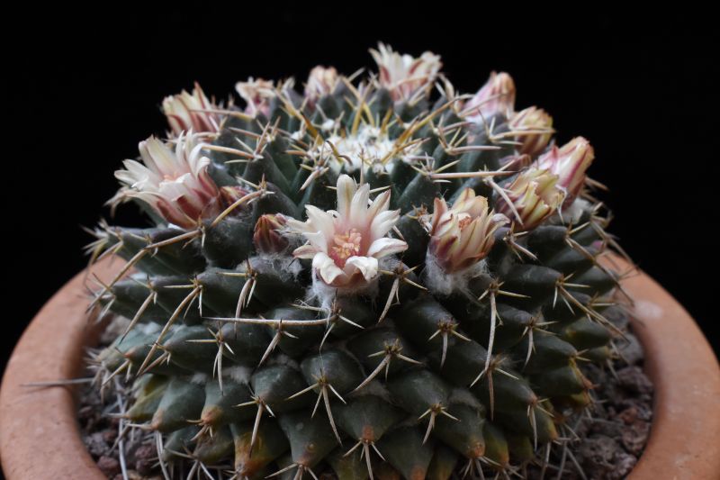Mammillaria centricirrha RS 1318