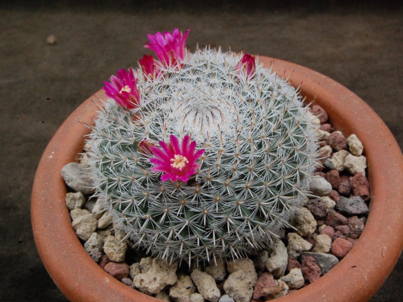 Mammillaria infernillensis 