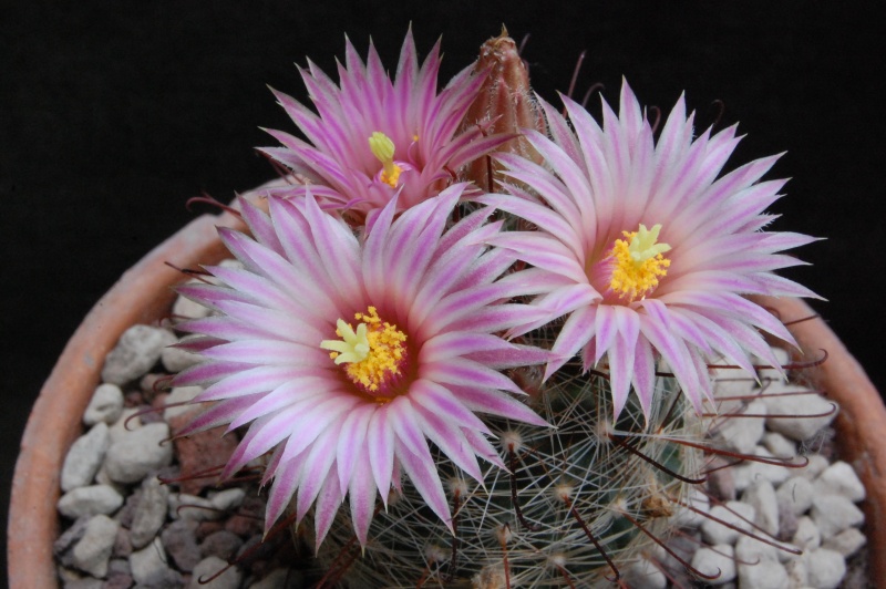 Mammillaria wrightii ssp. wilcoxii LAU 1079