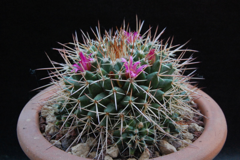 Mammillaria compressa ssp. centralifera ML 497