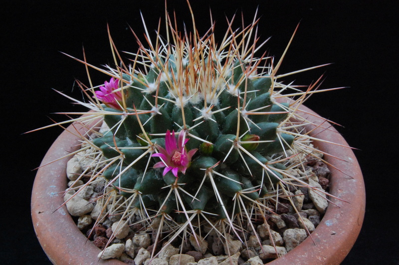 Mammillaria compressa ssp. centralifera ML 497