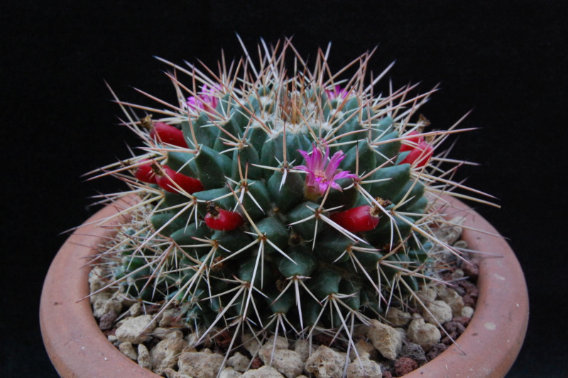 Mammillaria compressa ssp. centralifera ML 497