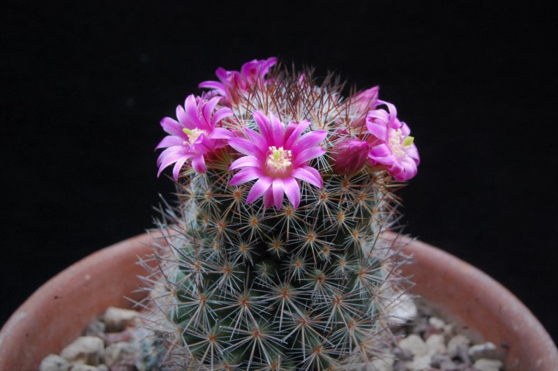 Mammillaria centraliplumosa TL 856