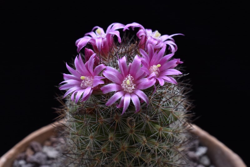 Mammillaria centraliplumosa TL 856