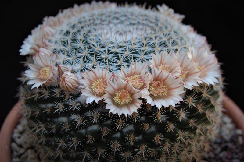 Mammillaria aff. formosa ROG 312