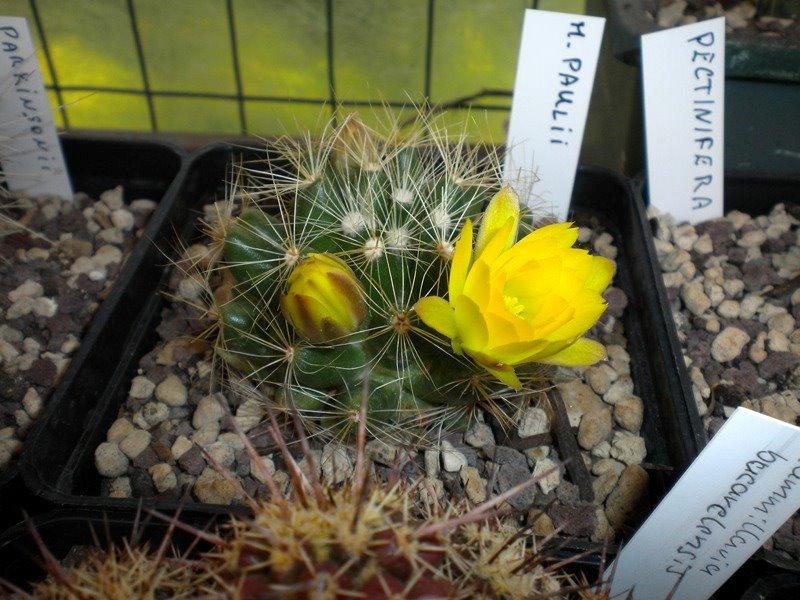 Mammillaria paulii 