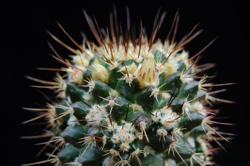 Mammillaria karwinskiana ssp. beiselii f. arteaga 