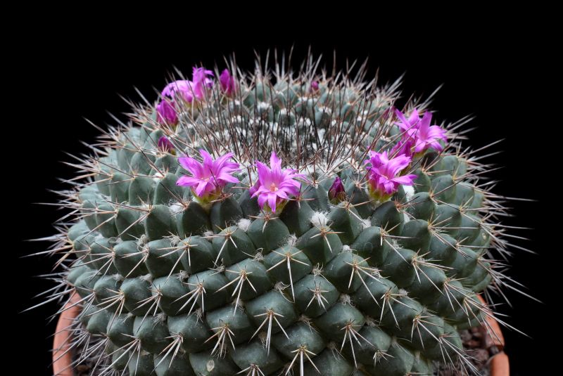 mammillaria craigii