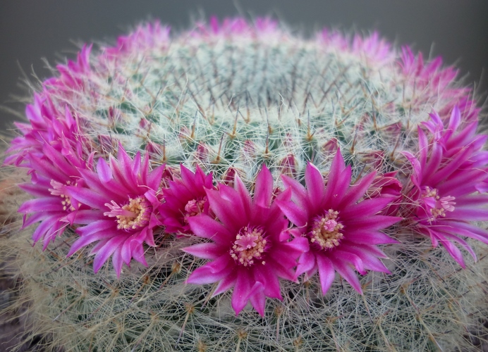 Mammillaria hahniana 