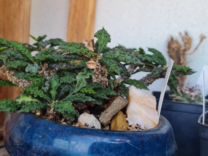 Euphorbia decaryi v. spirosticha 