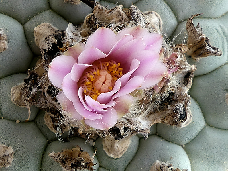 Lophophora williamsii 