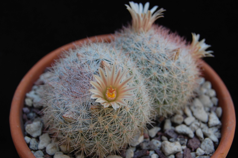 Mammillaria candida SB 109