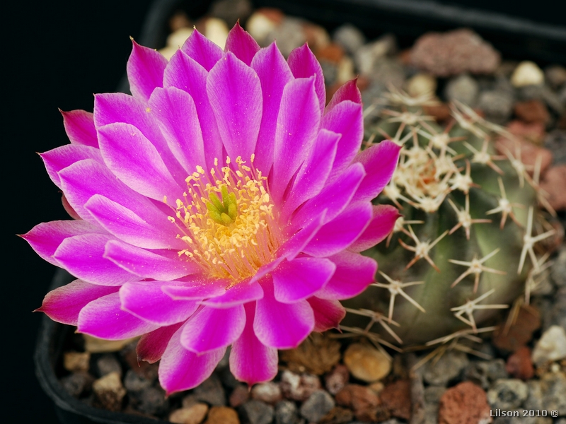 Echinocereus pulchellus 