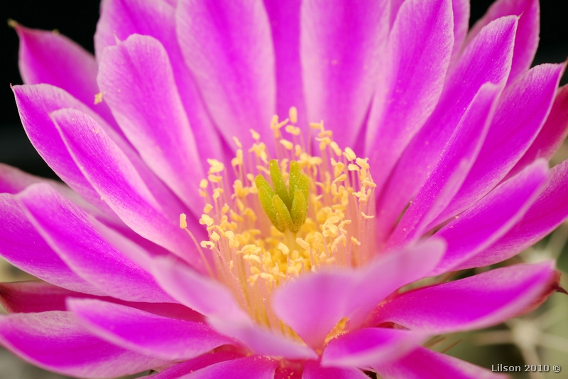 Echinocereus pulchellus 