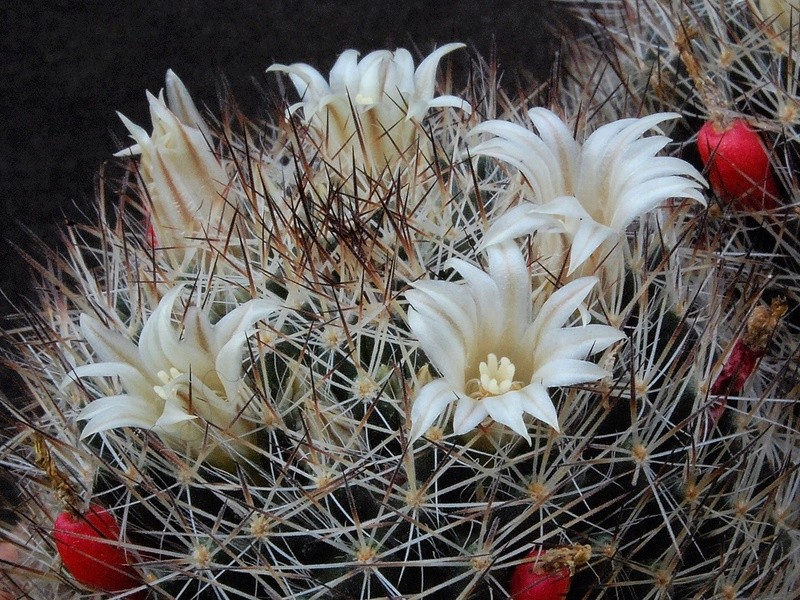 Mammillaria picta SB 944