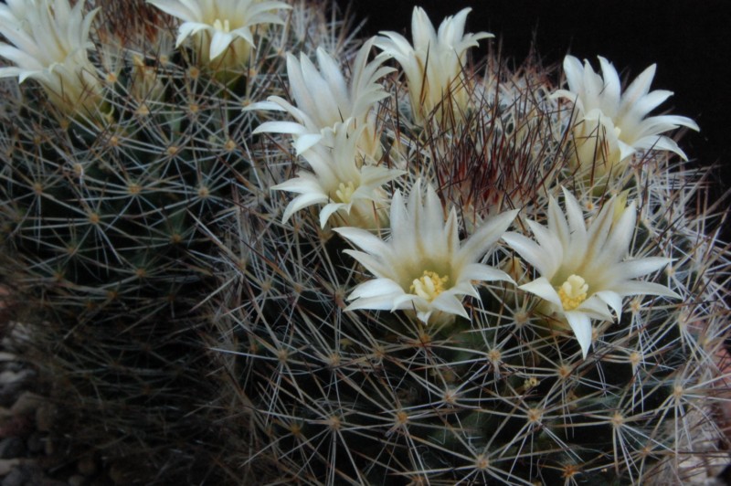 Mammillaria picta SB 944