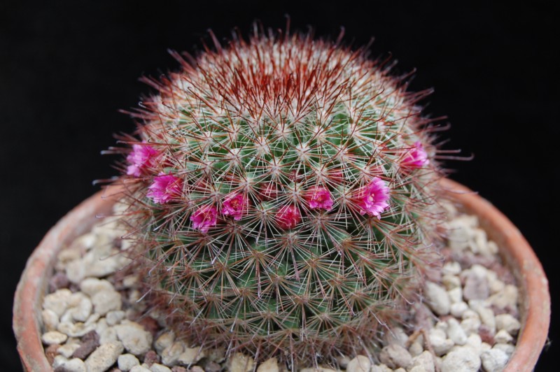 Mammillaria supraflumen ML 295