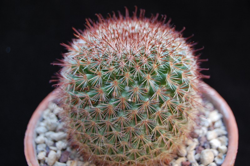 Mammillaria supraflumen ML 295