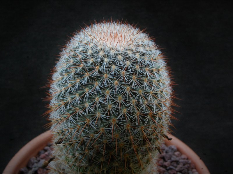 Mammillaria rekoi SB 581