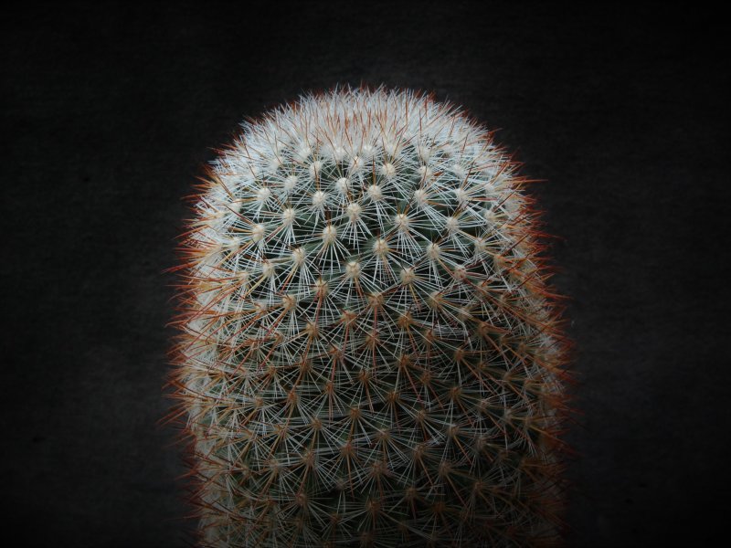 Mammillaria rekoi SB 581